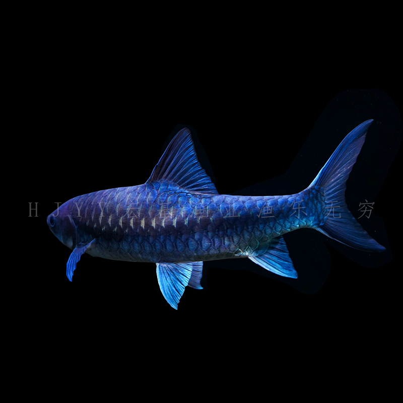 宏基渔业 蓝吉罗 泰国史式蓝吉罗新光唇大头野史蓝色系活体观赏鱼