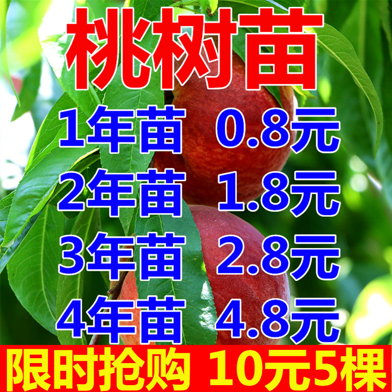 桃树果苗嫁接地栽新品种桃树南方北方种植早熟特大冬桃水蜜桃树苗