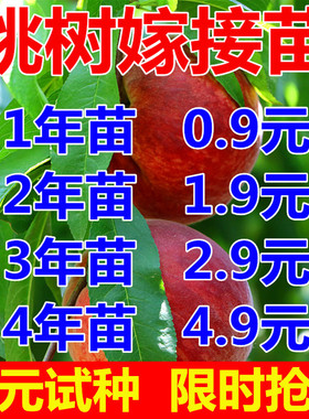 桃树果苗嫁接地栽新品种桃树南方北方种植早熟特大冬桃水蜜桃树苗