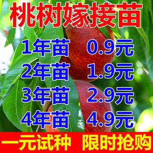 桃树果苗嫁接地栽新品种桃树南方北方种植早熟特大冬桃水蜜桃树苗