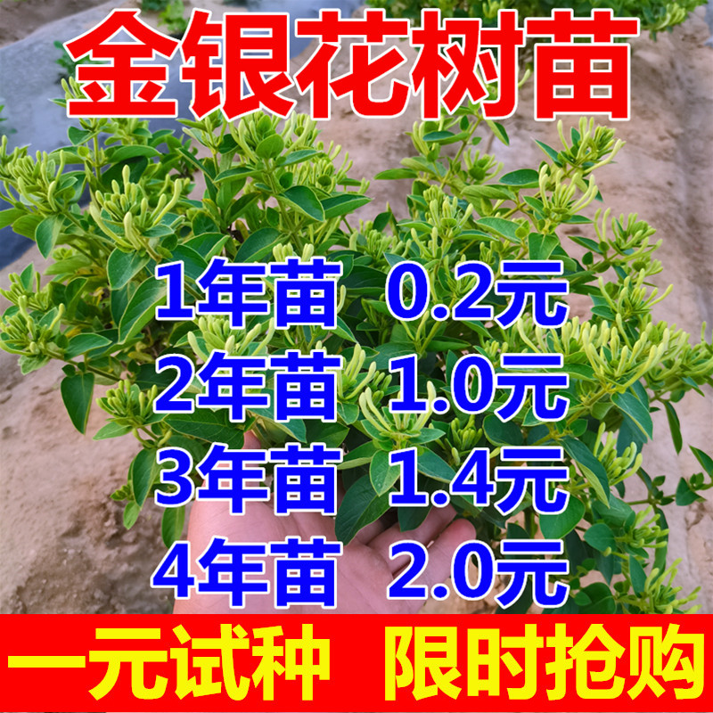 金银花树苗盆栽地栽食用药用爬藤植物南北方种植北花一号金银花苗
