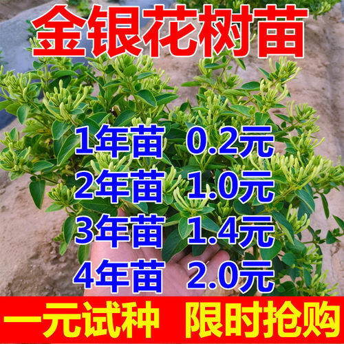 金银花苗基地批发量大优惠