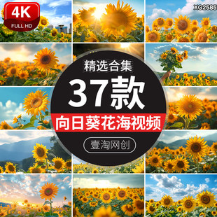4K唯美向日葵夏天阳光下向阳花海日出田野大自然风景高清视频素材