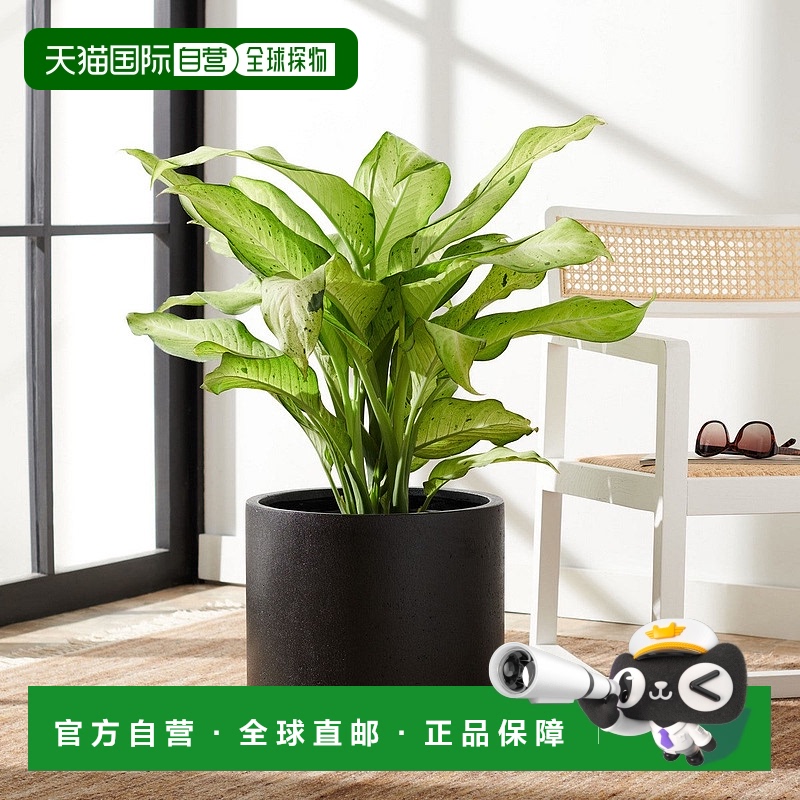 自营 safavieh巴西伦花盆 - 黑色 美国奥莱直发