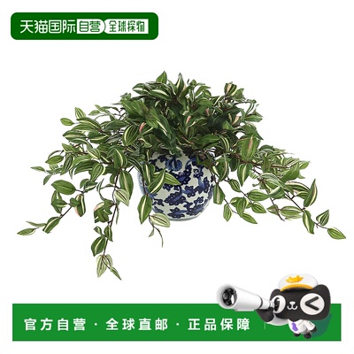 自营creative displays创意在陶瓷花瓶中展示流浪的犹太植物-绿色