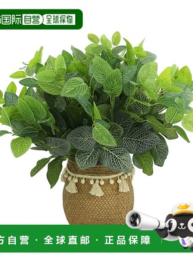 自营 Creative Displays Outdoor Fittonia Bush Arrangement -