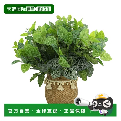 自营 Creative Displays Outdoor Fittonia Bush Arrangement -