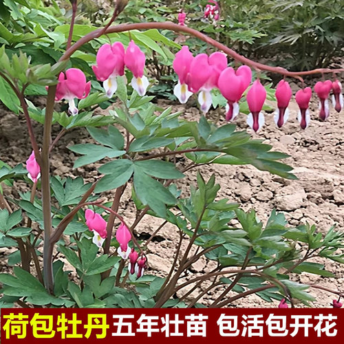 正宗荷包牡丹花苗大号盆栽花卉老桩牡丹花王室外种植大田菏泽洛阳
