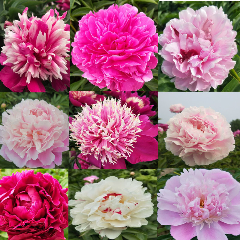 芍药花苗重瓣菏泽发货