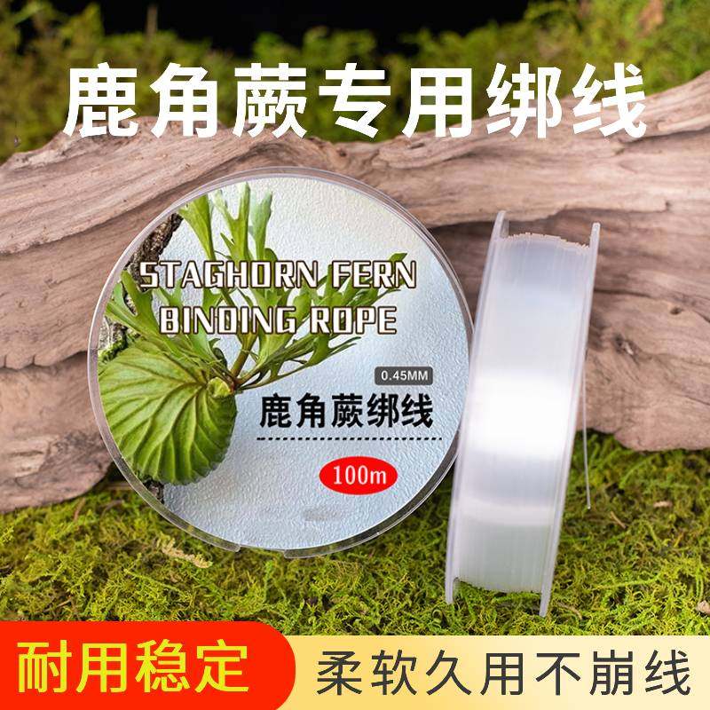 醉花鹿角蕨专用绑线稳定性强图片