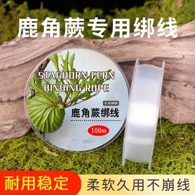 醉花鹿角蕨专用绑线稳定性强