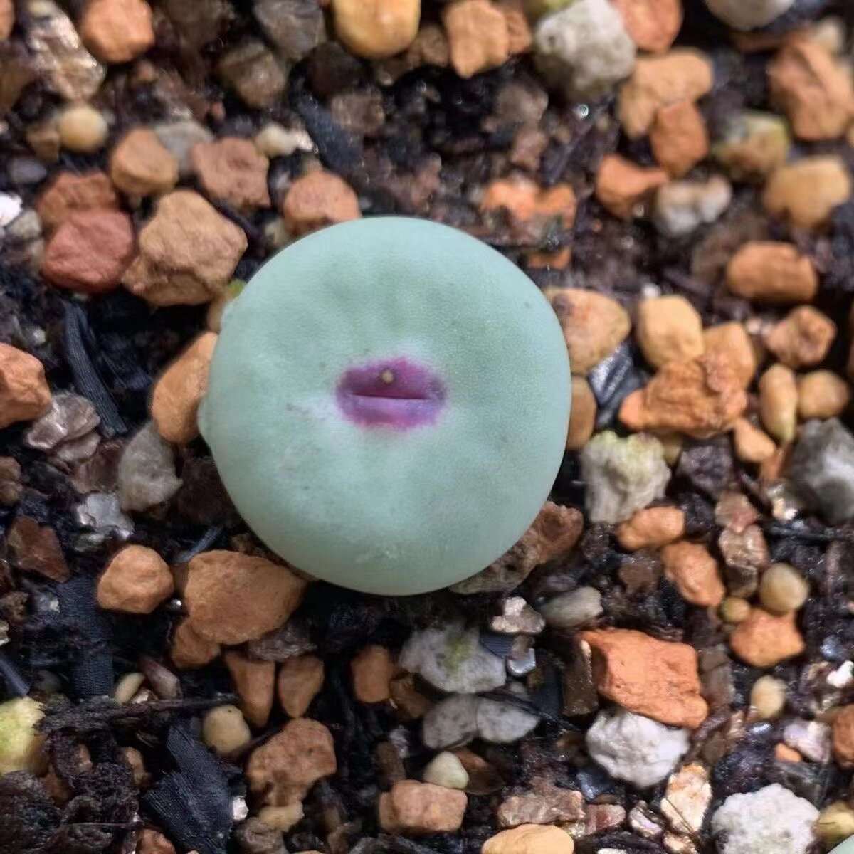多肉植物绿植室内花卉小红嘴肉锥盆栽趣味提神阳台窗台秋冬春好养