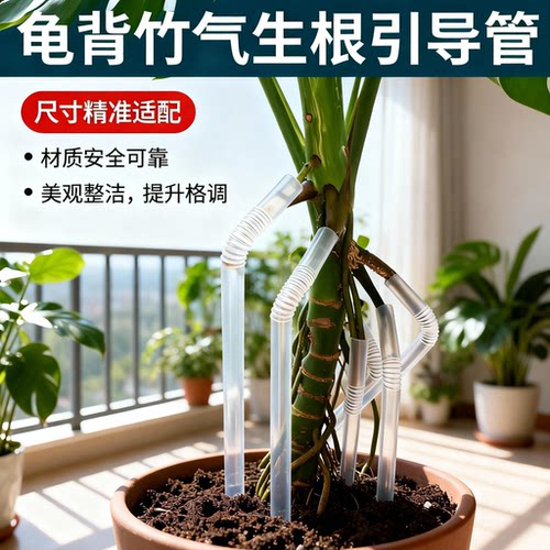 醉花龟背竹气生根引导管固