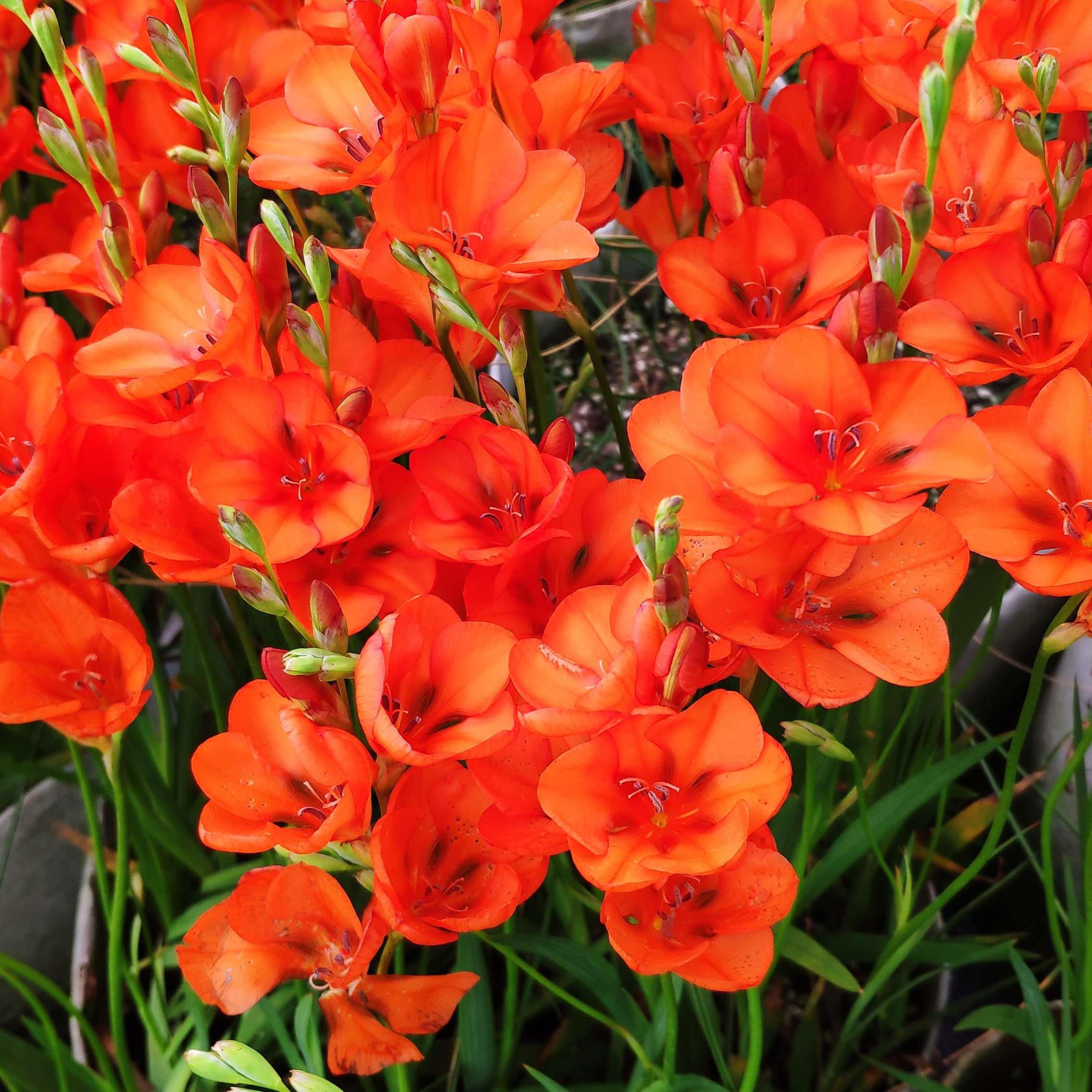 阳台稀有种子橘红鸢尾兰多年生秋植球根种球花卉庭院