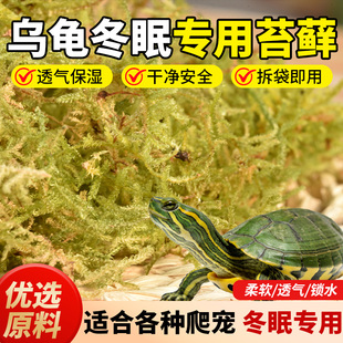 醉花乌龟专用青苔苔藓乌龟专用冬眠水苔植料爬宠冬眠垫材青苔藓