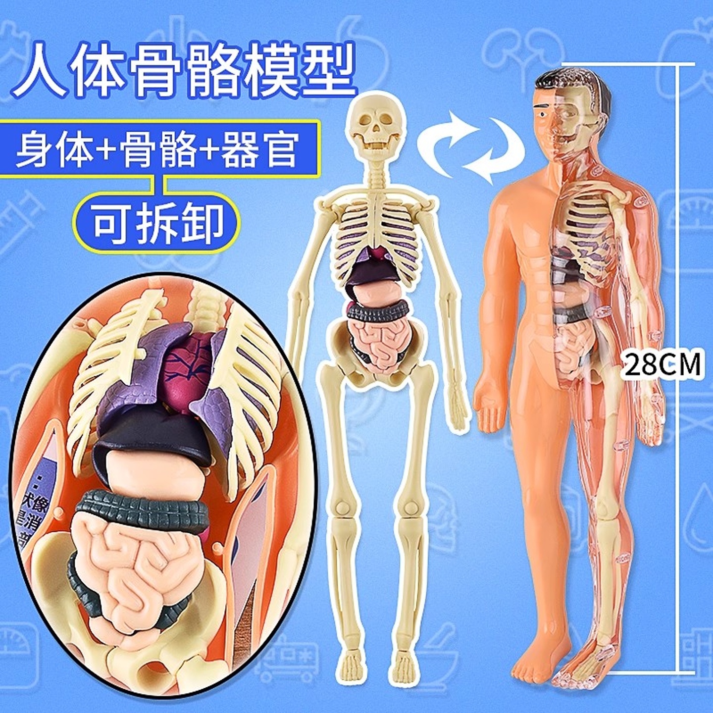 人体结构模型器官骨骼可拆卸拼装生物解剖医学3d身体内脏儿童玩具