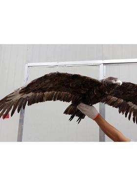仿真羽毛展翅灰色老鹰园林橱窗展示摆件大堂影视道具田园驱鸟模型