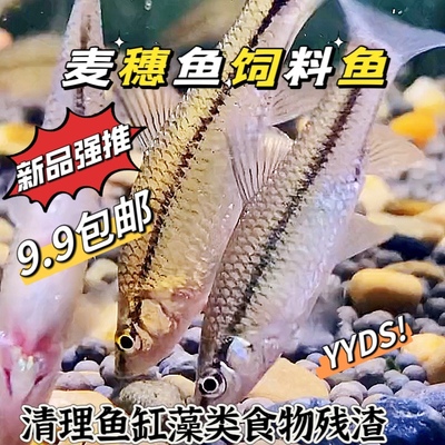 麦穗鱼苗活体饲料鱼原生冷水鱼清洁水藻清理食物残渣可混养鳑鲏鱼