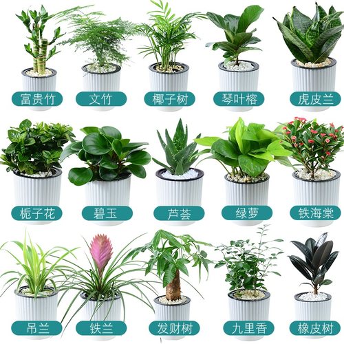 富贵竹盆栽室内水培虎皮兰