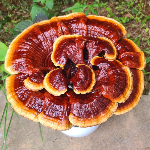 特大灵芝多层灵芝花观赏摆件