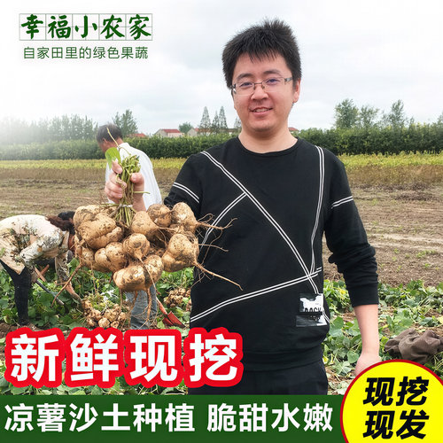 新鲜凉薯白地瓜精选产地发货