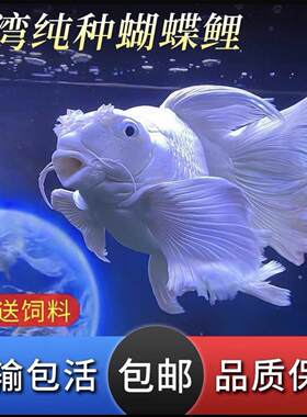 纯种蝴蝶鲤鱼精品球体短身长尾淡水冷水鱼锦鲤好养观赏鱼苗活体