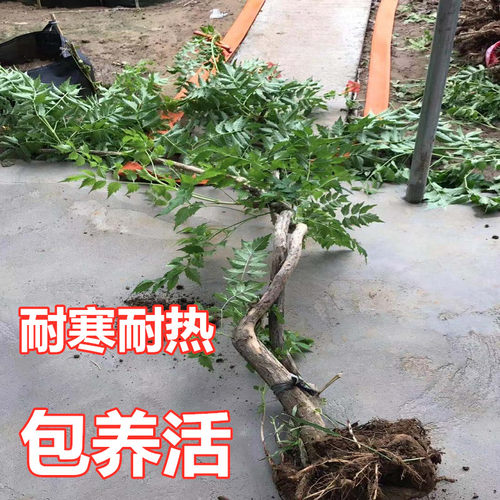 美国凌霄花苗老桩爬藤观花