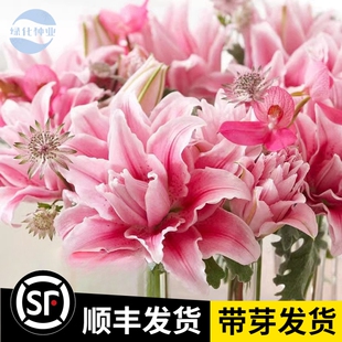 重瓣百合种球进口香水百合铁炮盆栽耐寒黄天霸伊萨贝拉冰美人四季