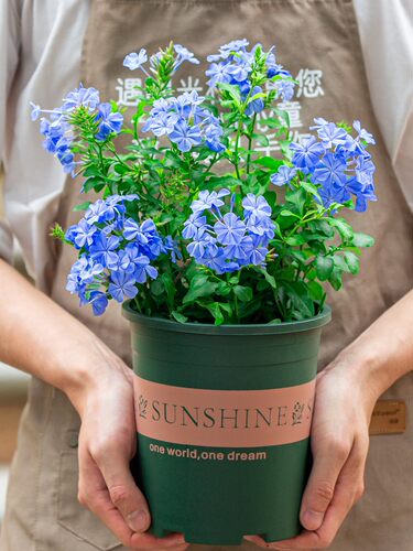 洛克四季种植蓝雪花种子