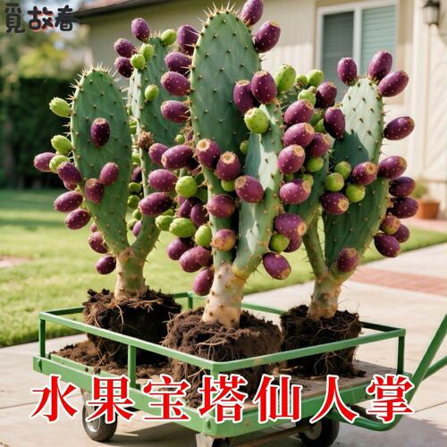 仙人掌果树苗盆栽裸根不带土观果