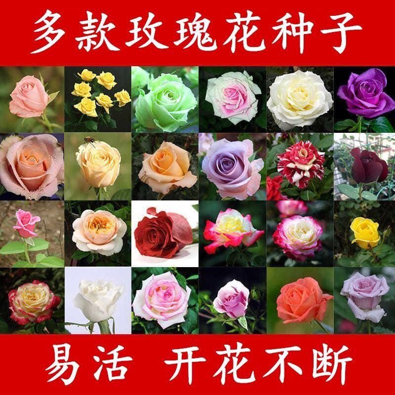 玫瑰花四季易种庭院阳台美化环境