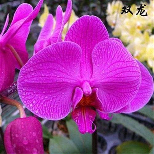 蝴蝶兰种子当年开花阳台盆栽室内花种子四季播种易活观花花卉种子