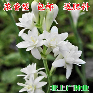 晚香玉植物种球重瓣花卉苗盆栽香雪兰小苍兰切花夜来浓种子香味