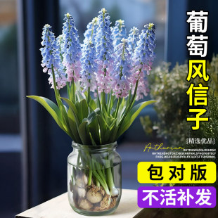 葡萄风信子特大种球水培植物花瓶鲜花卉种子种植土培办公室内盆栽