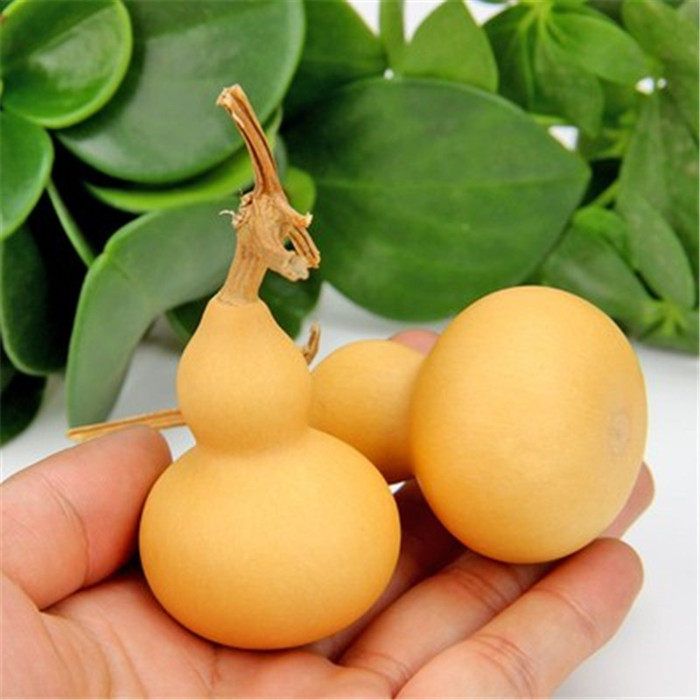 葫芦种籽花种子八宝大酒亚腰莲花头手捻菜文玩葫芦种子葫芦种孑,鲜花速递/花卉仿真/绿植园艺,家庭园艺种子,淘宝优惠券,粉丝福利购,淘宝优惠卷