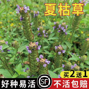 夏枯草种子麦穗花草夏谷草夏古草夏菇草夏谷球一年生花草植物种籽