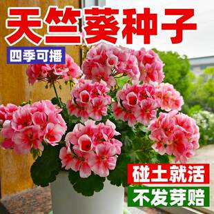 天竺葵种孑重瓣进口花种子籽四季开花盆栽多年生花苗庭院易活花卉