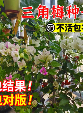 洛克巴西三角梅种子四季开花
