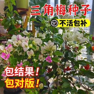 三角梅种子巴西稀有品种四季勤开花正宗爬藤重瓣三角梅种子耐寒