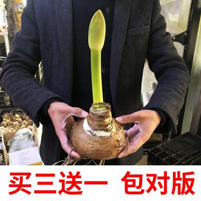 荷兰朱顶红进口重瓣种球带