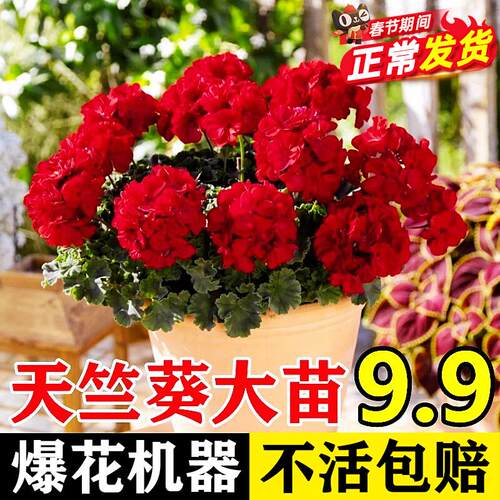 重瓣天竺葵盆栽花苗大花四季