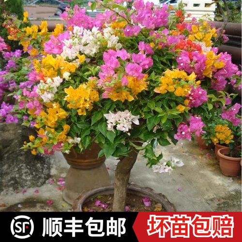 三角梅四季开花卉不断盆栽