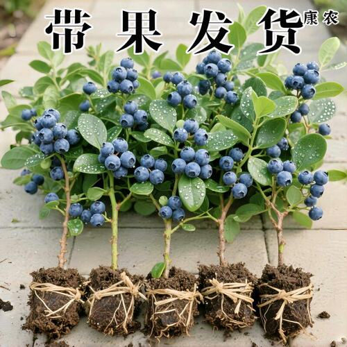 盆栽果树苗室内耐寒南北可种