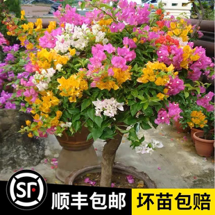 重瓣三角梅盆栽大苗带花老桩室内外爬藤植物耐寒梅花卉四季好养