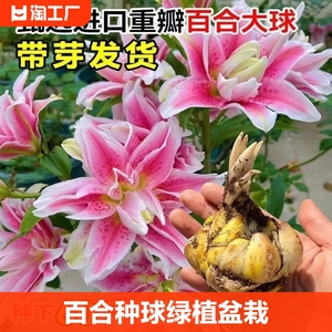 百合种球花种子花玫瑰香水亚洲百合郁金香风信子水培套装花卉盆栽