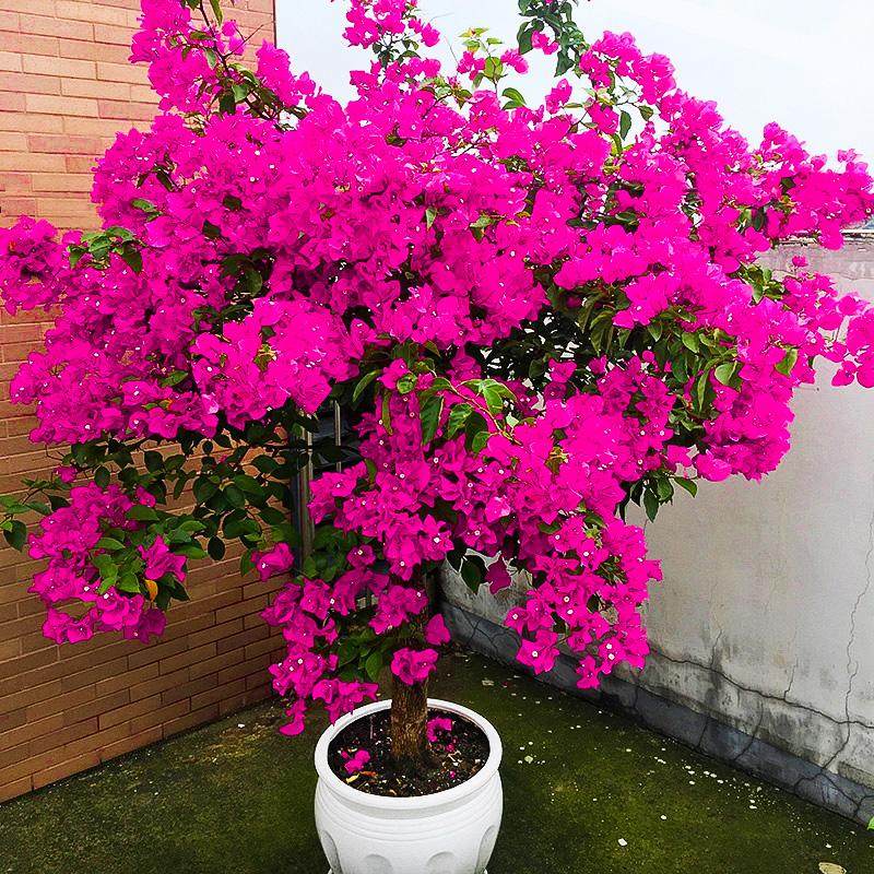 三角梅盆栽四季开花树苗云南紫爬藤重瓣带原土绿樱庭院勤花阳台,鲜花速递/花卉仿真/绿植园艺,绣球/木绣球/木本植物,淘宝优惠券,粉丝福利购,淘宝优惠卷