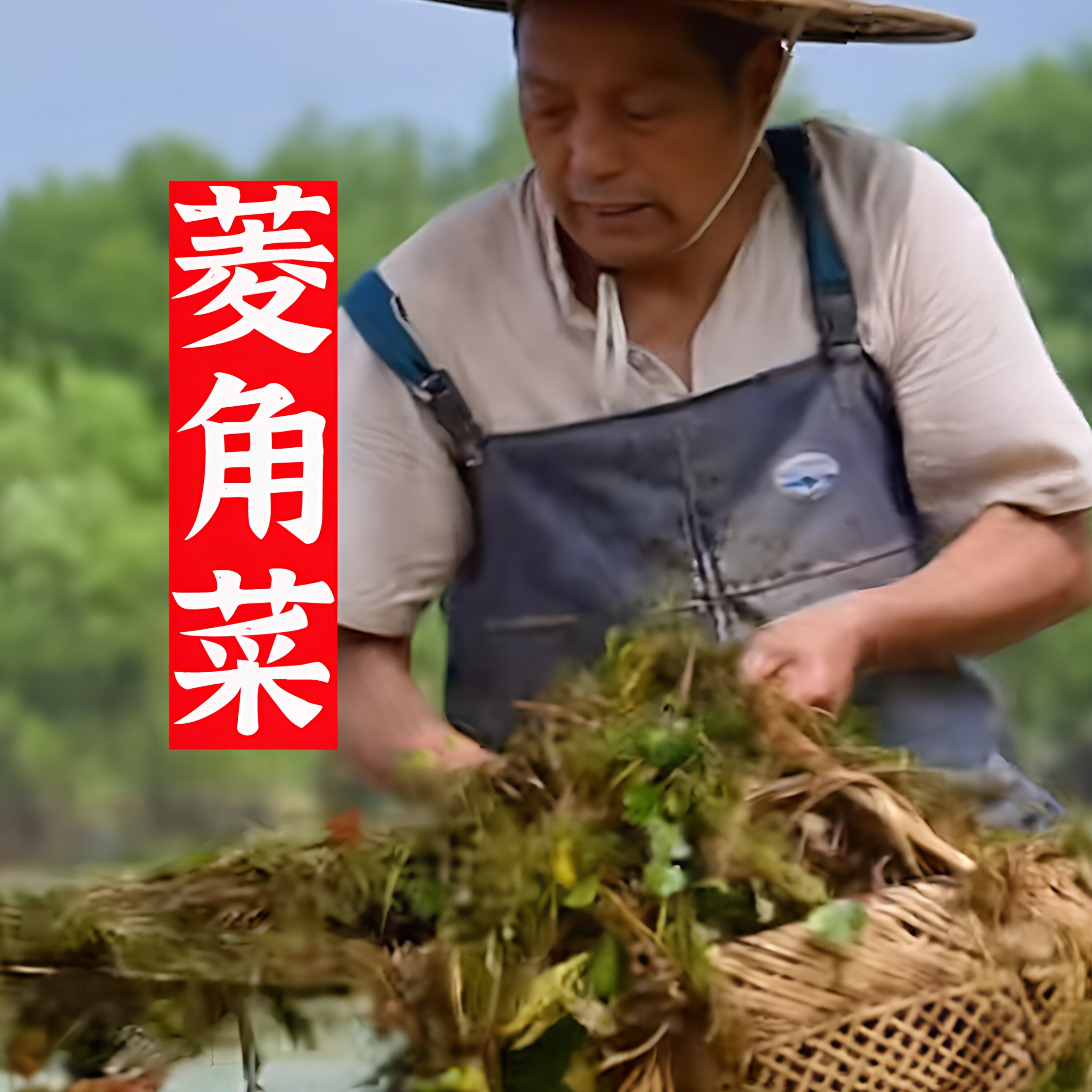 菱角菜安徽皖南特产新鲜采摘美味酱菜/下饭菜/外婆菜
