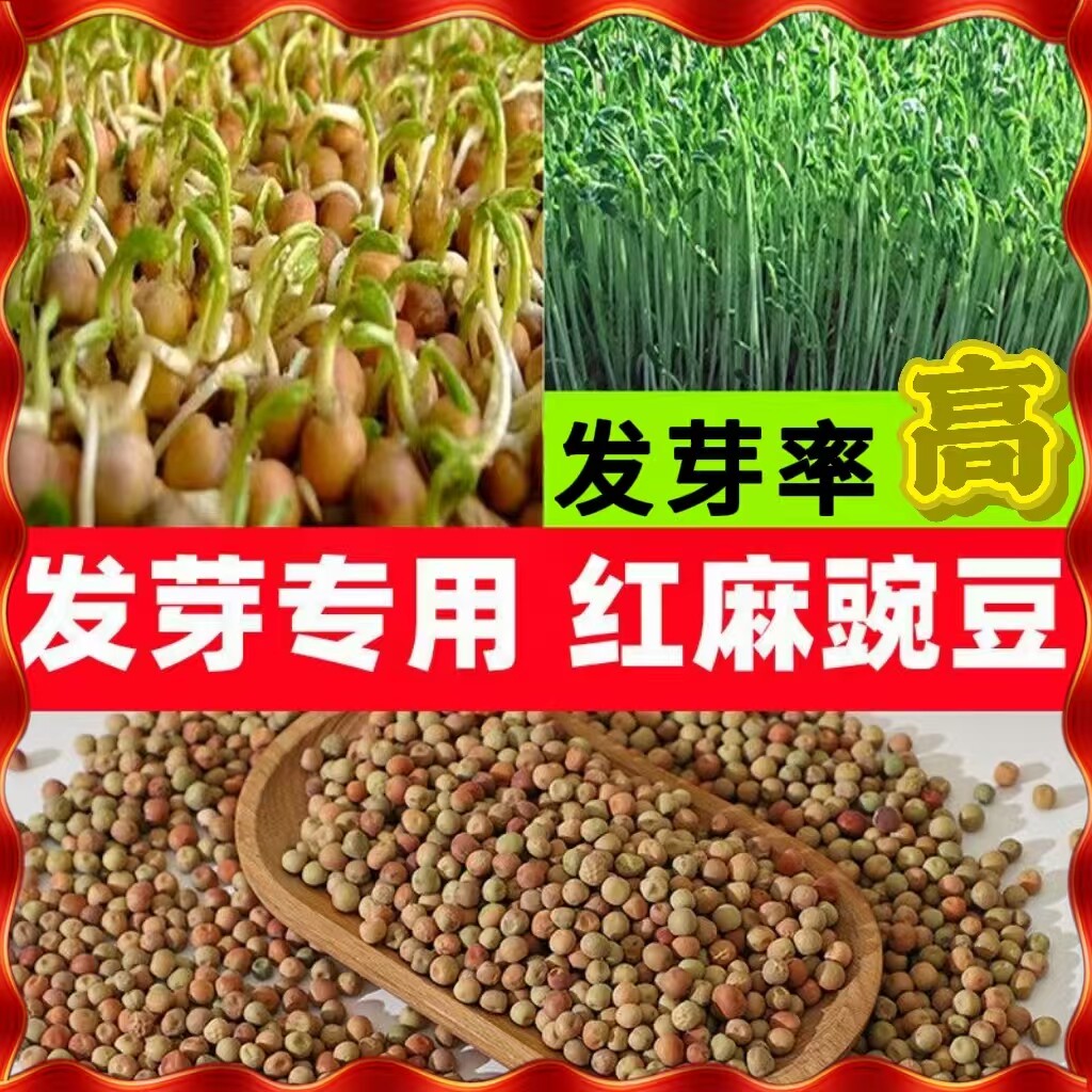 红麻豌豆豌豆尖发芽豌豆豌豆苗吃苗蔬菜发芽用豆
