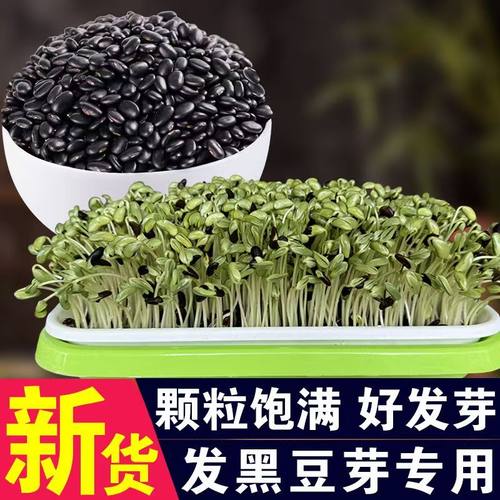 黑豆芽发芽黑豆黑豆苗黑豆发芽用豆发豆籽芽用豆豆芽菜