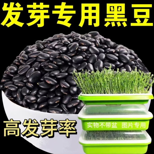 黑豆芽发芽黑豆黑豆苗黑豆发芽用豆发豆籽芽用豆豆芽菜